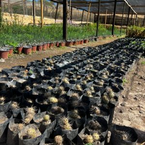 Gatito – Cumulopuntia sphaerica