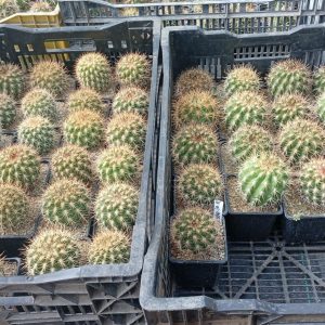 Quisquito rosado – Eriosyce subgibbosa