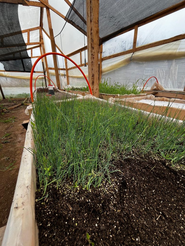 Meson de propagación