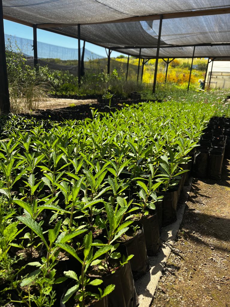 Sombreadero 1, Huape