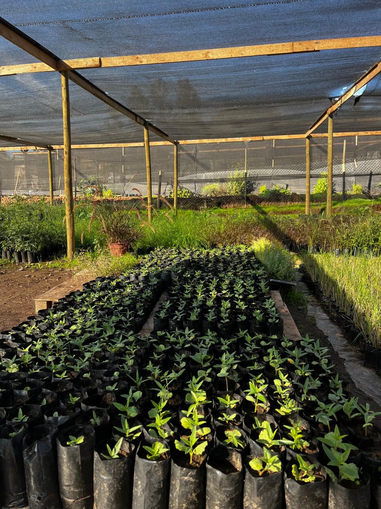 Sombreadero 2, Huape