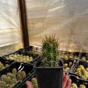 Quisco – Echinopsis chiloensis / Trichocereus chiloensis